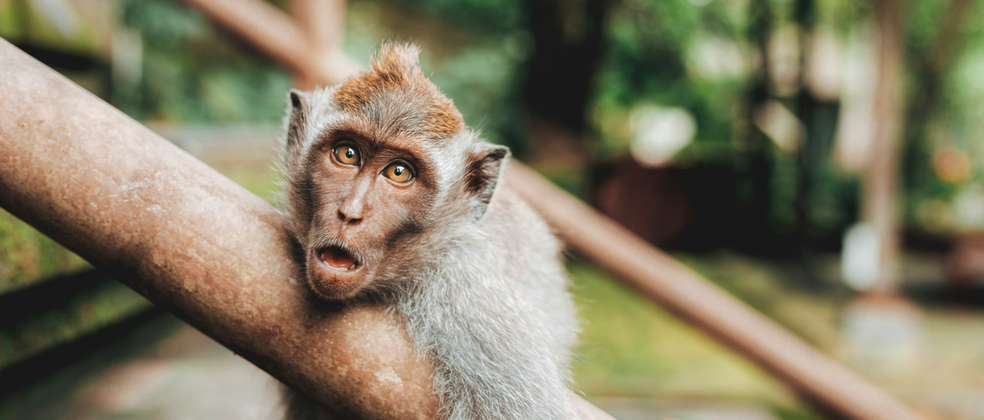 La scissione nelle società